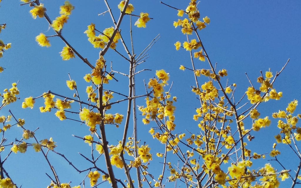 航空記念公園内蝋梅園