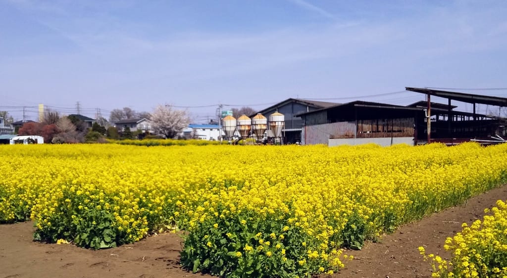 菜の花畑