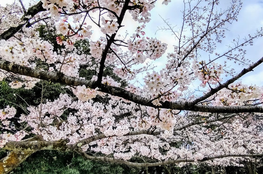 航空記念公園