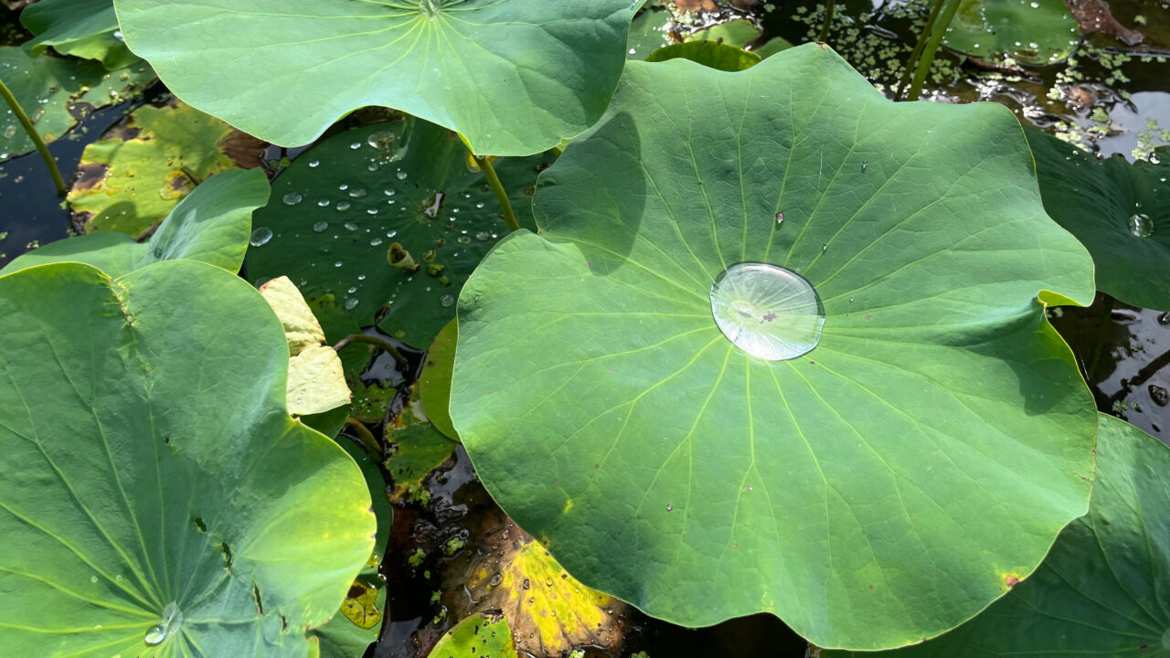 撥水性のある蓮の葉の上で風が吹くたびにコロコロ転がる朝露