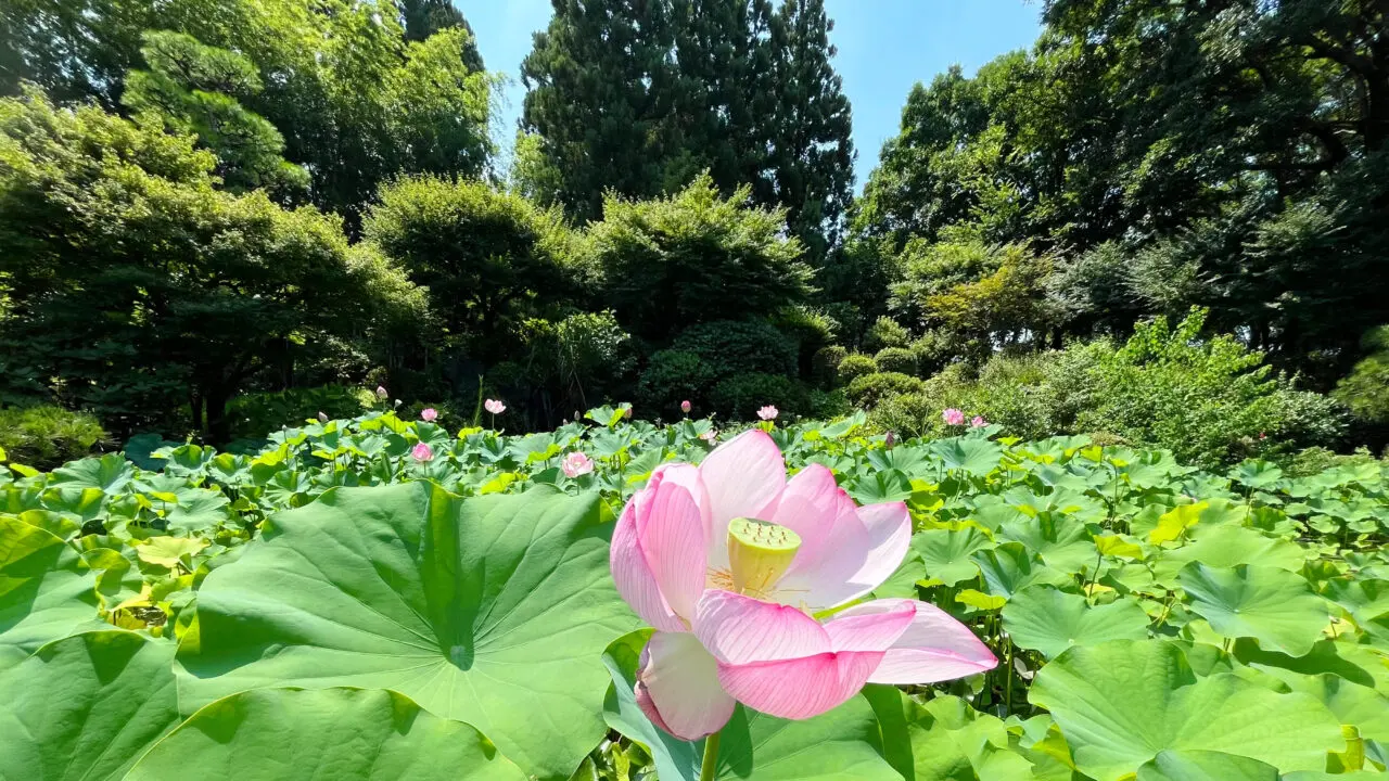 2025年7月下旬の航空公園「彩翔亭」の蓮の花