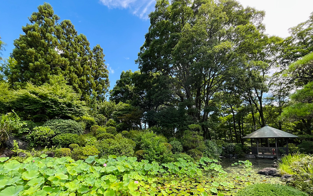所沢航空記念公園「彩翔亭」の蓮の葉が生い茂る日本庭園の池
