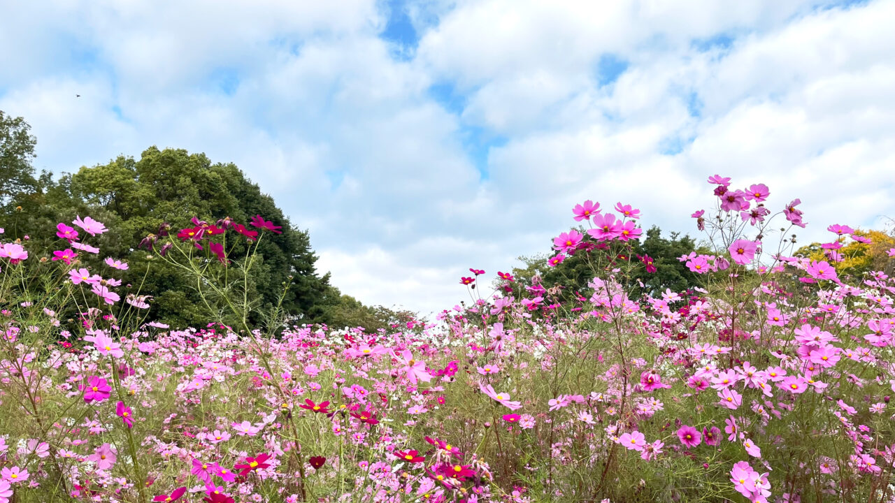 所沢航空記念公園の「花の丘」(放送塔南東側の花壇)の2023年秋のコスモス