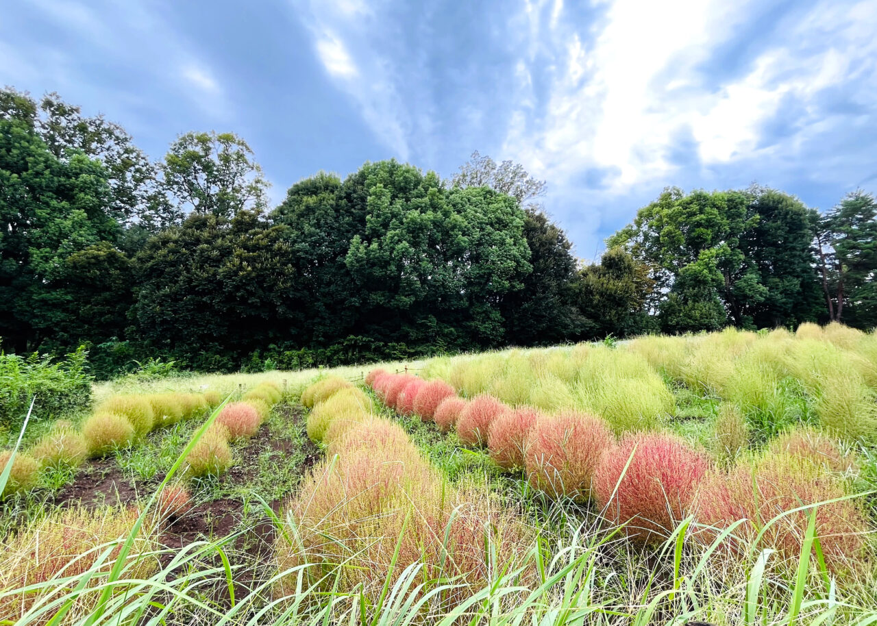 所沢航空記念公園の「花の丘」(放送塔南東側の花壇)の紅葉が始まったコキア