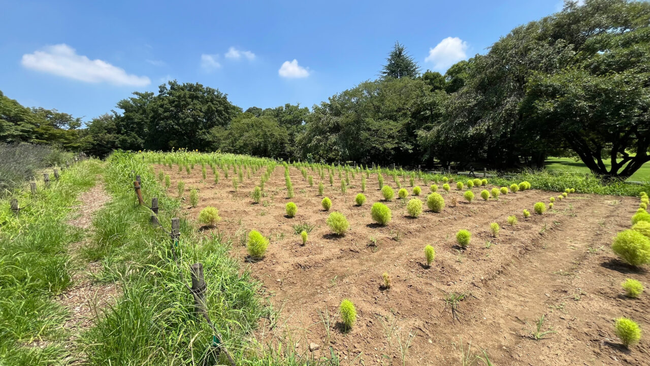 所沢航空記念公園の「花の丘」(放送塔南東側の花壇)の7月上旬に植えられたコキア