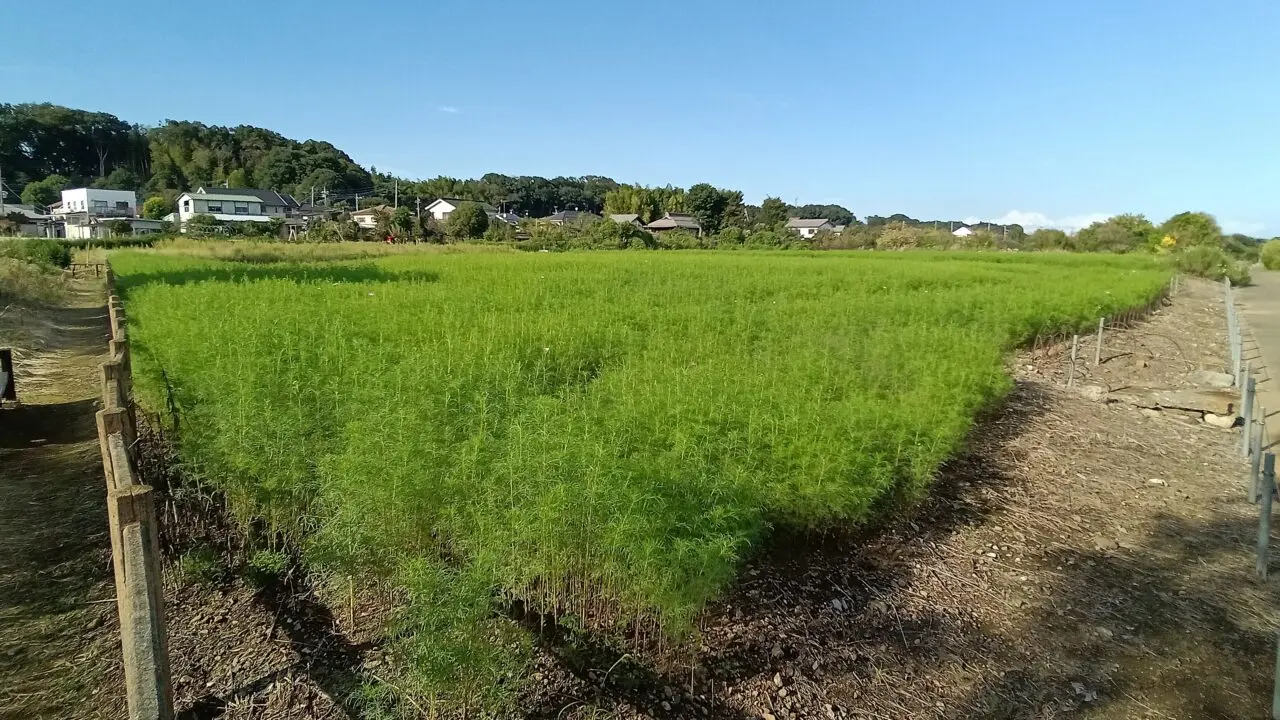 本郷の5000㎡以上ある「コスモス畑」2025年10月2日