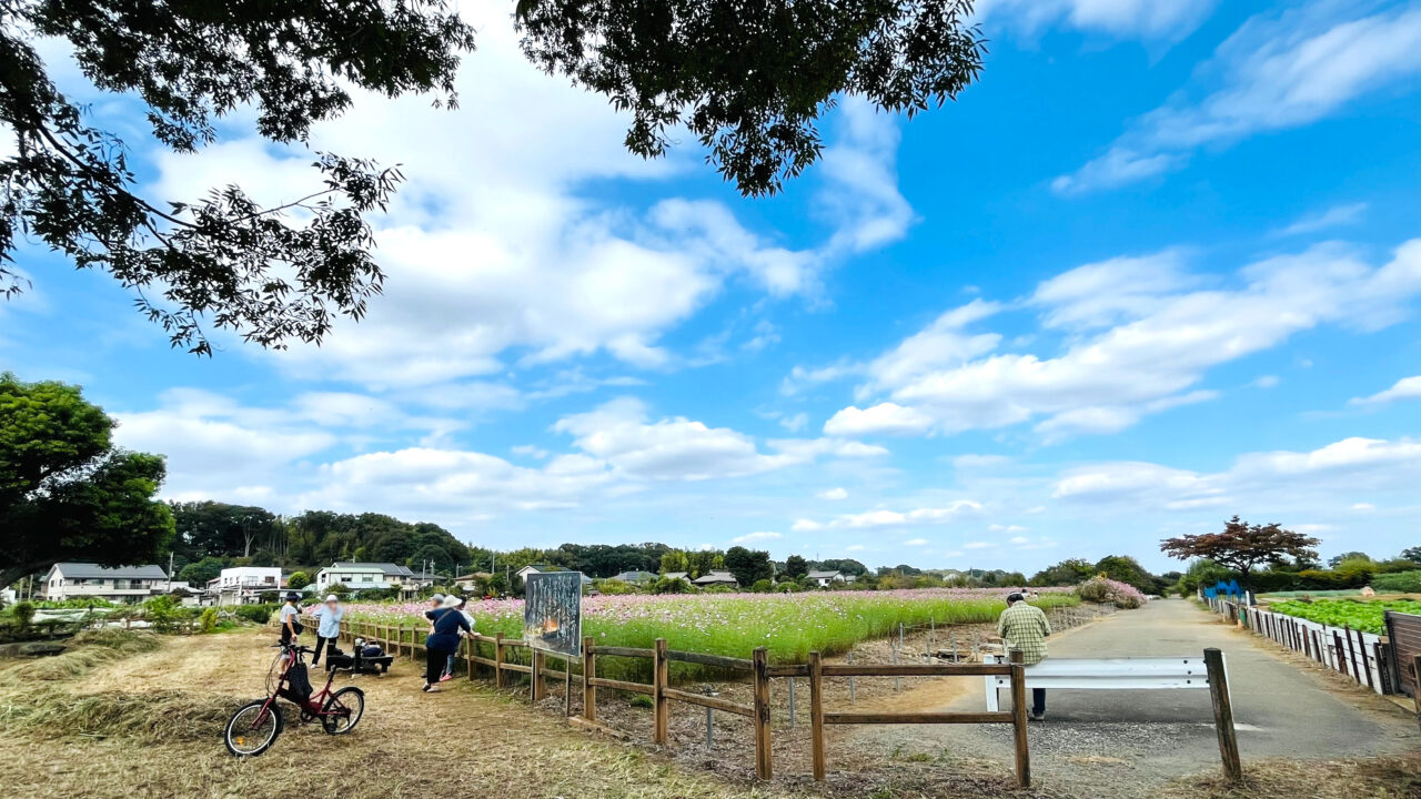 2025年10月10日の本郷の5000㎡以上ある「コスモス畑」