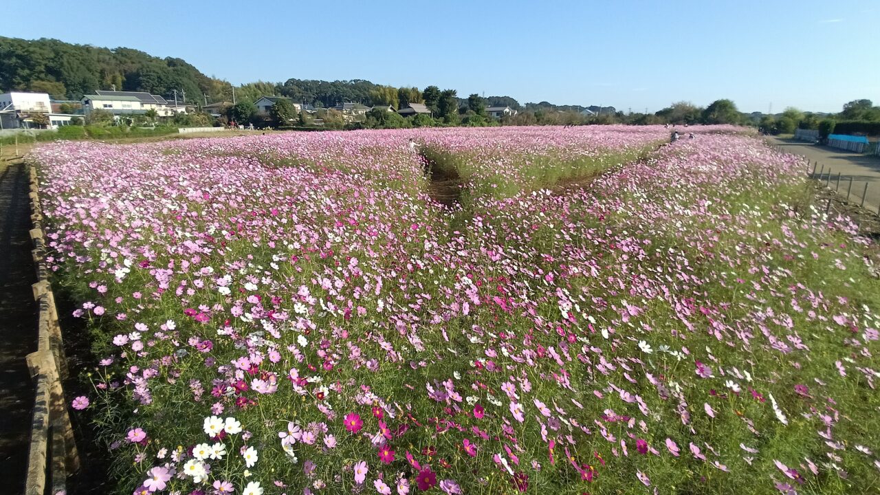 本郷の5000㎡以上ある「コスモス畑」満開
