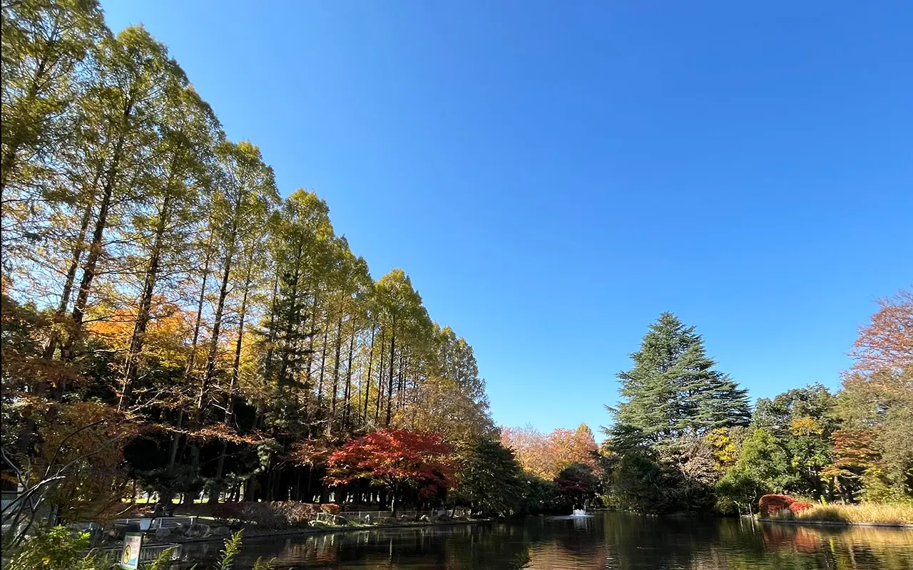 2025年11月下旬の所沢航空記念公園のメタセコイア