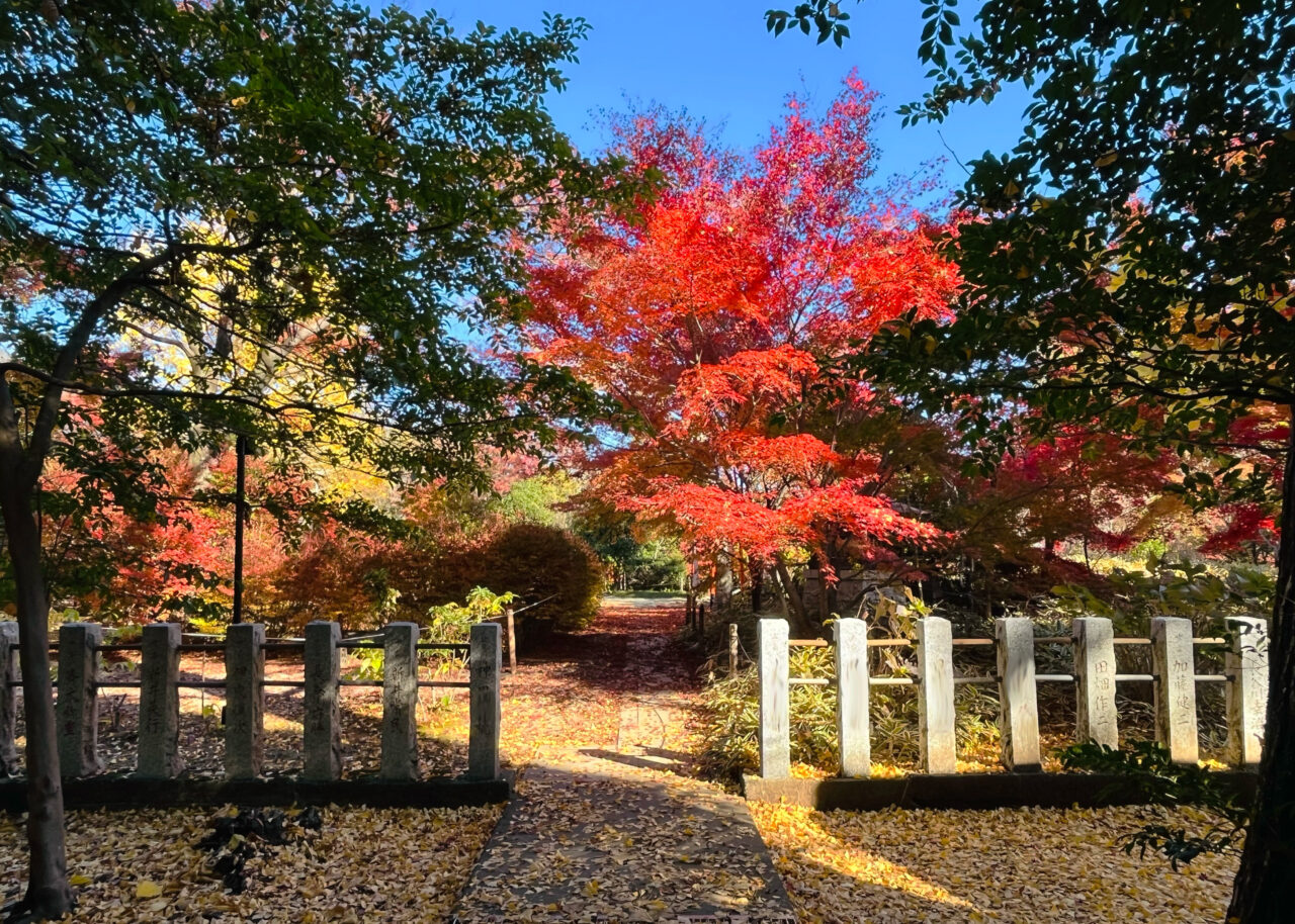 2025年11月26日の多聞院と神明社(中富)の紅葉と銀杏の境界線