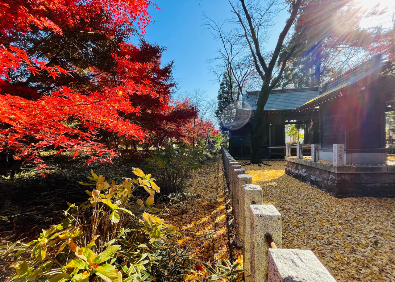 2025年11月26日の多聞院と神明社(中富)の紅葉と銀杏の境界線