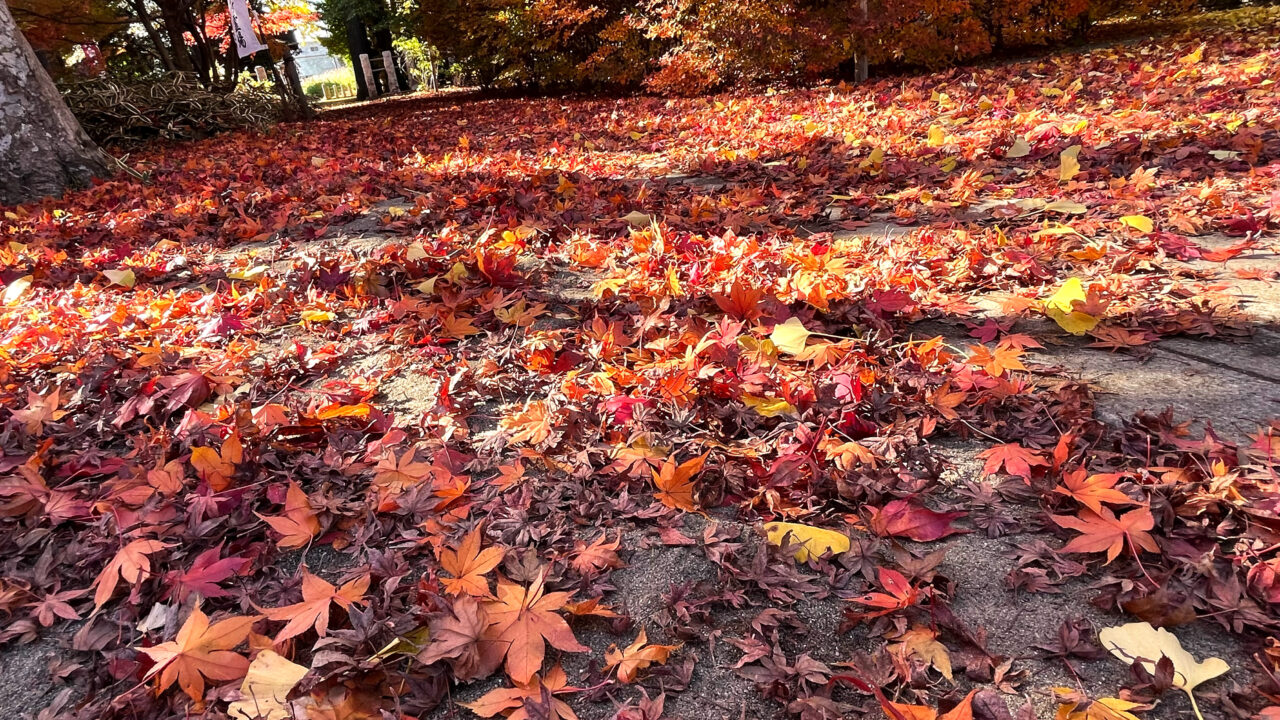 2025年11月26日の多聞院の紅葉