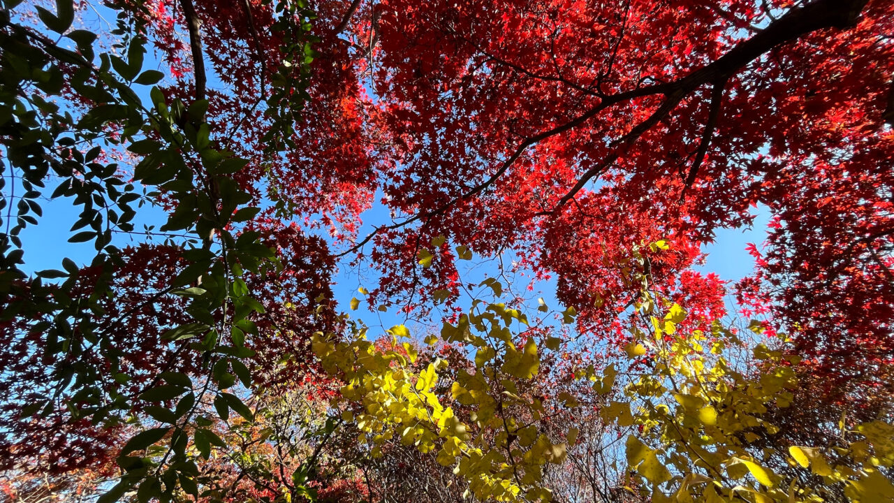2025年11月26日の多聞院の紅葉
