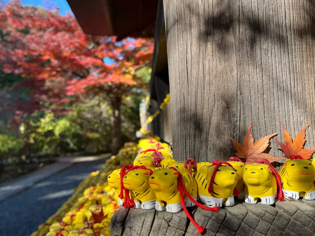 2025年11月26日の多聞院の紅葉と身代わり寅