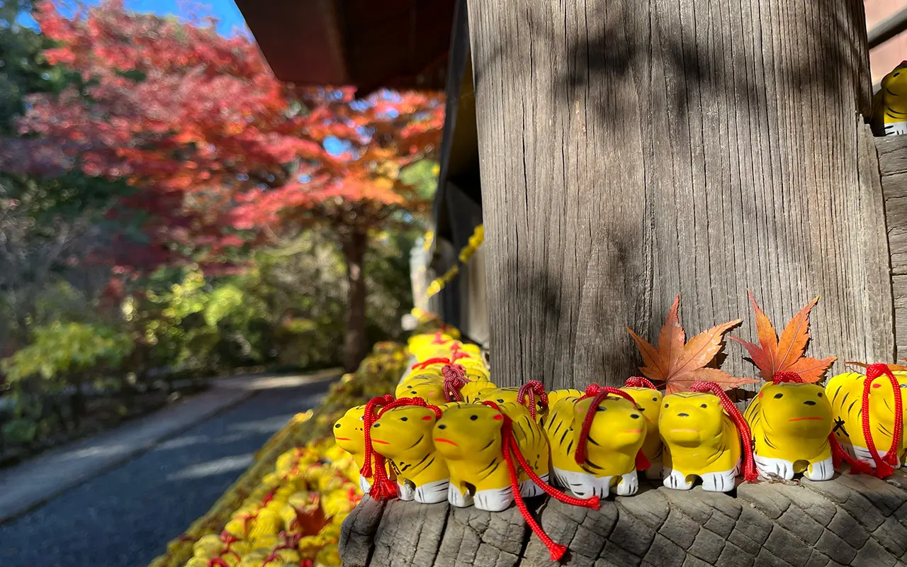 2025年11月26日の多聞院の紅葉と身代わり寅