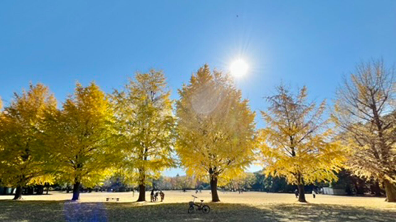 2025年11月下旬の所沢航空記念公園北駐車場側のイチョウ