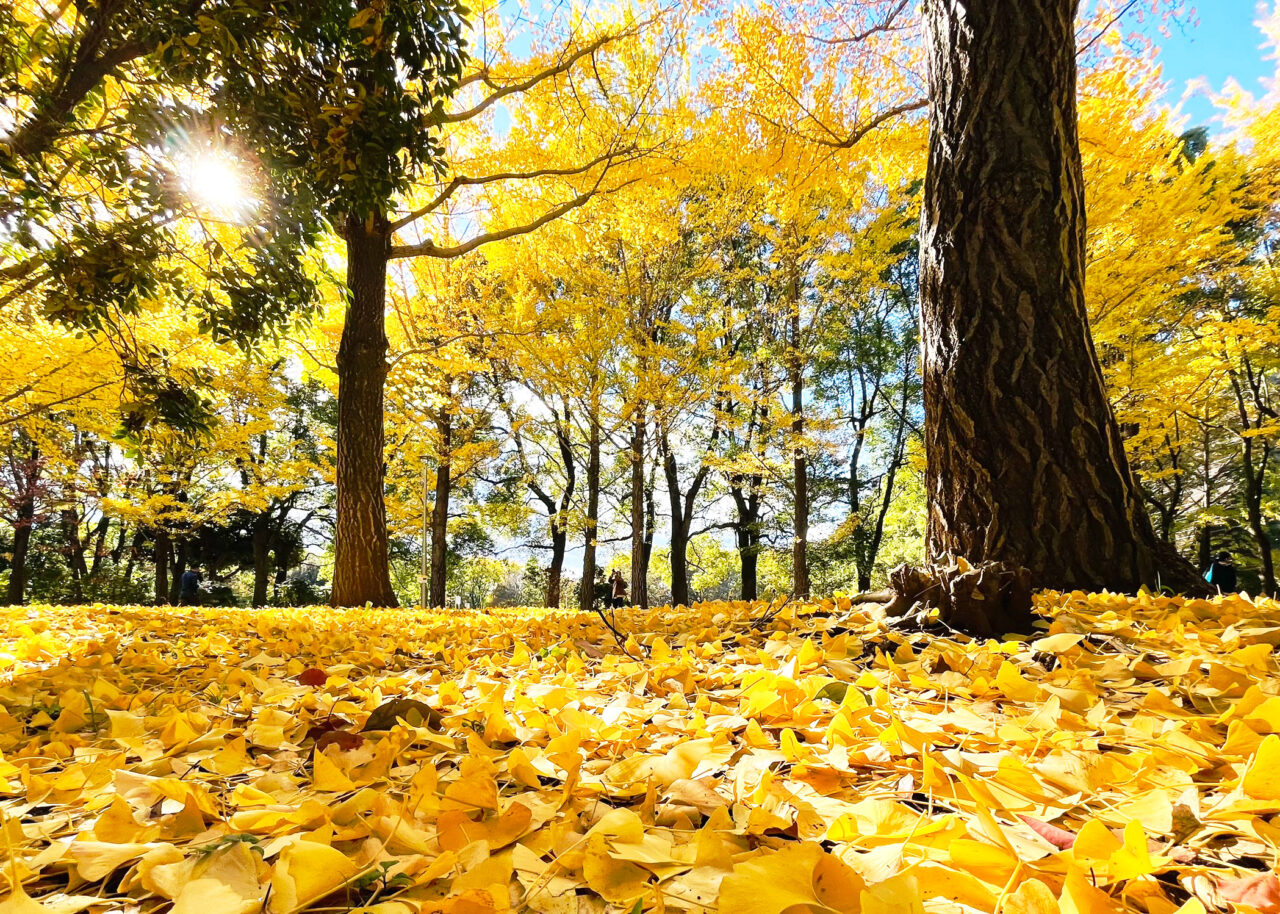 航空記念公園の銀杏並木並木
