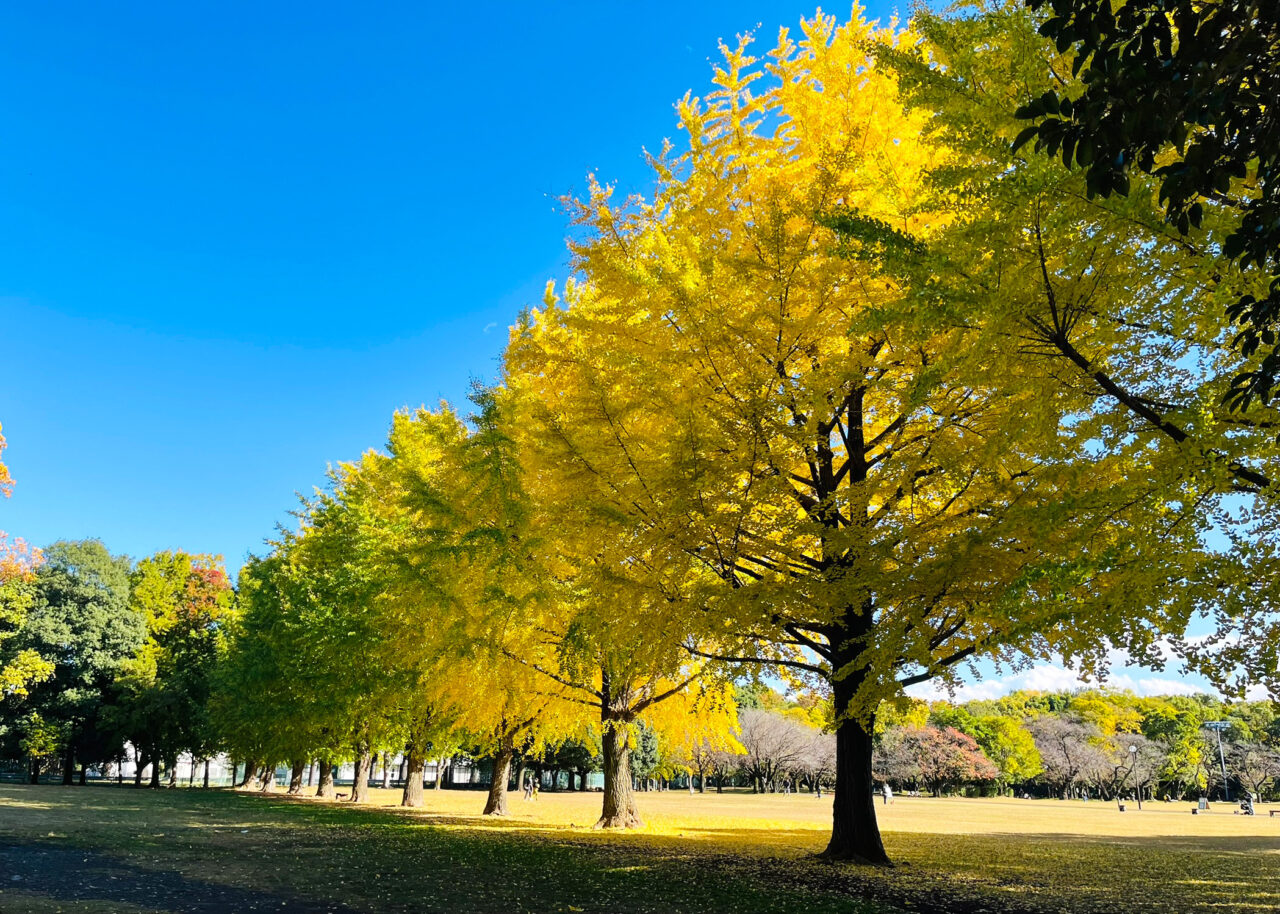 航空記念公園の銀杏並木並木