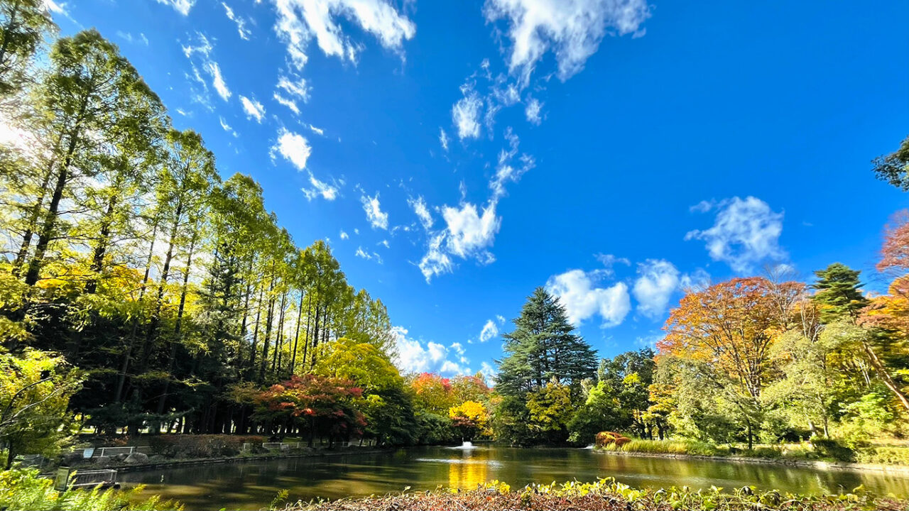 航空公園の池とメタセコイア