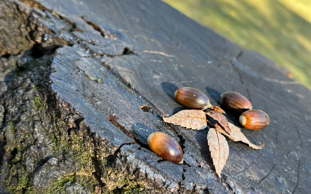 2023年の航空公園の秋