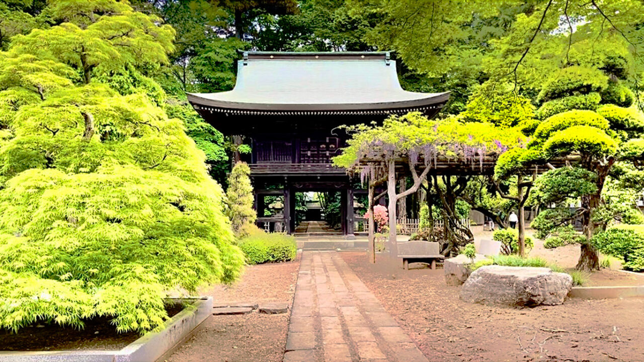 多福寺の境内（藤の花）