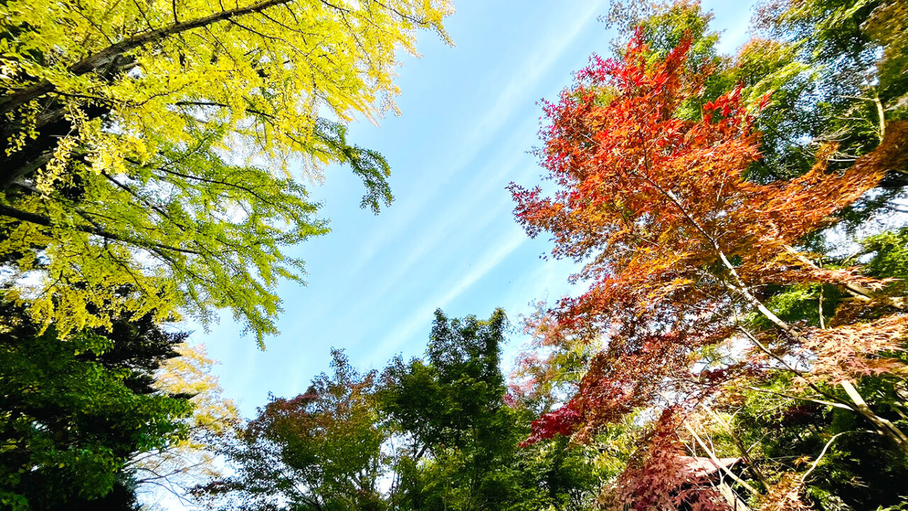 色付きはじめの多聞院の境内