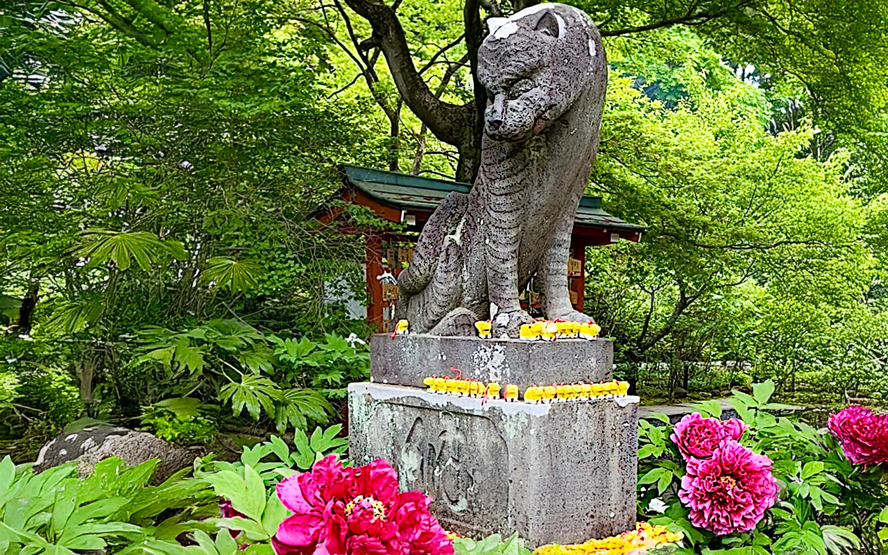 多聞院の「狛トラ」と牡丹
