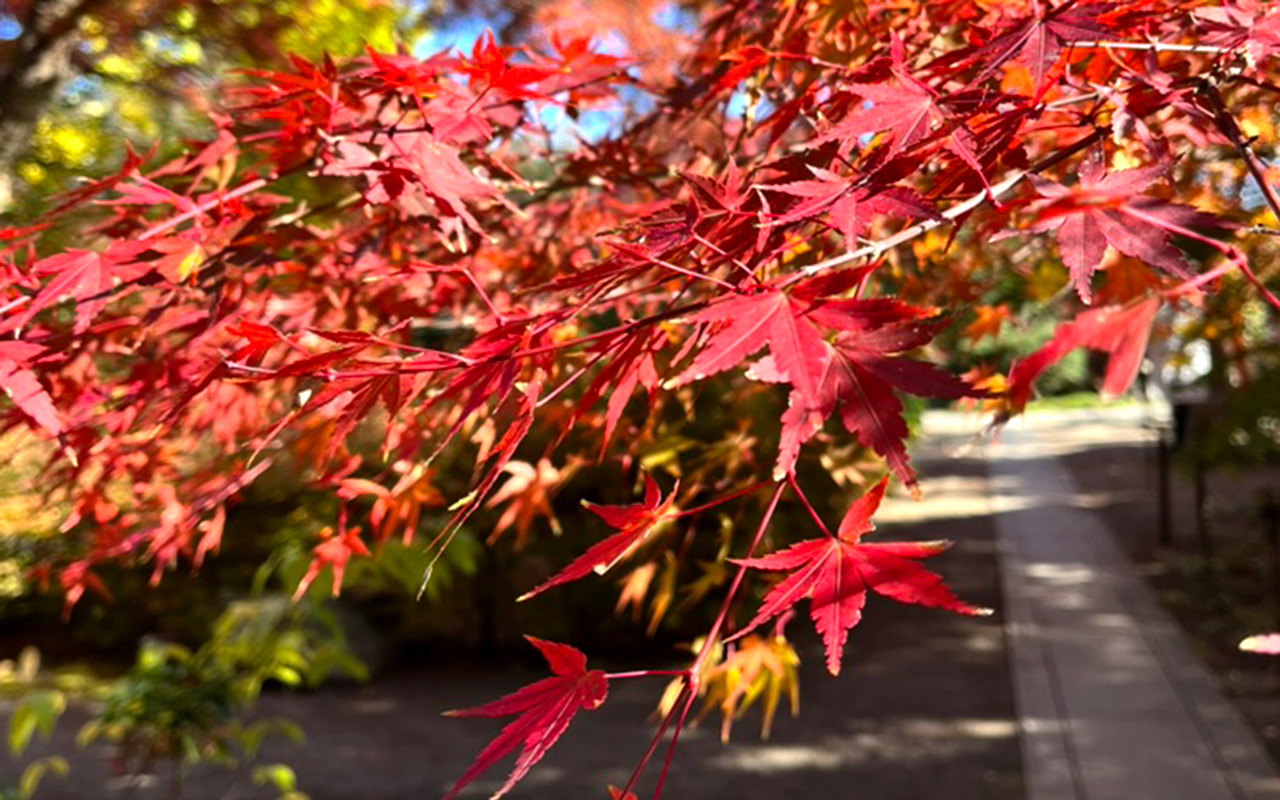 色付きはじめの多聞院の境内