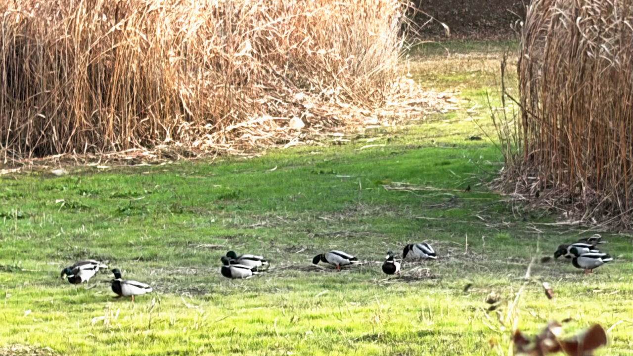 小手指の「砂川堀北野調整池」の鴨