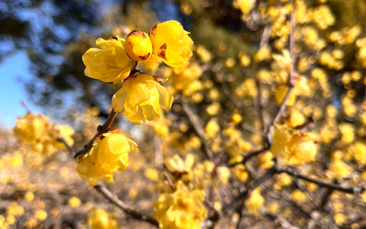 所沢航空記念公園の満開のロウバイ