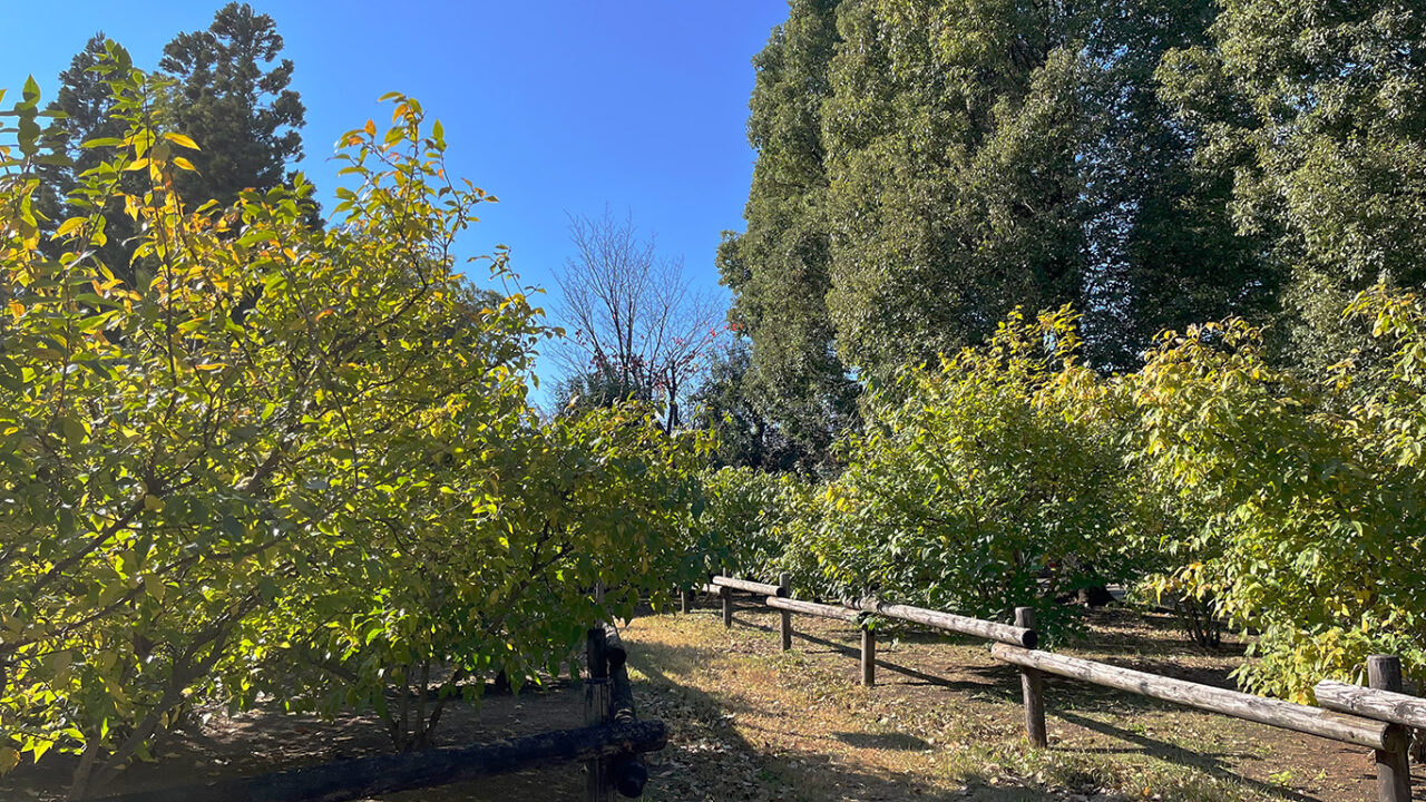 2025年11月の所沢航空記念公園「蝋梅園」