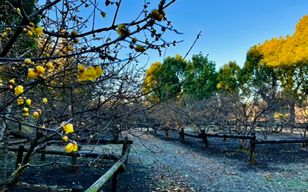 所沢航空記念公園「蝋梅園」のロウバイの花