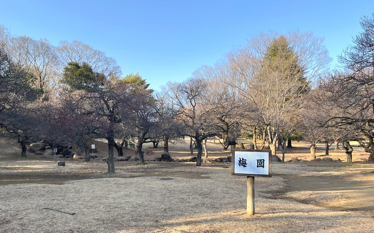 2026年1月17日所沢航空記念公園の梅園
