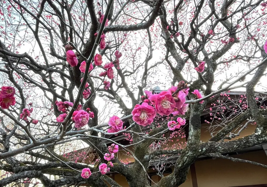 2026年1月17日 「彩翔亭」の紅梅