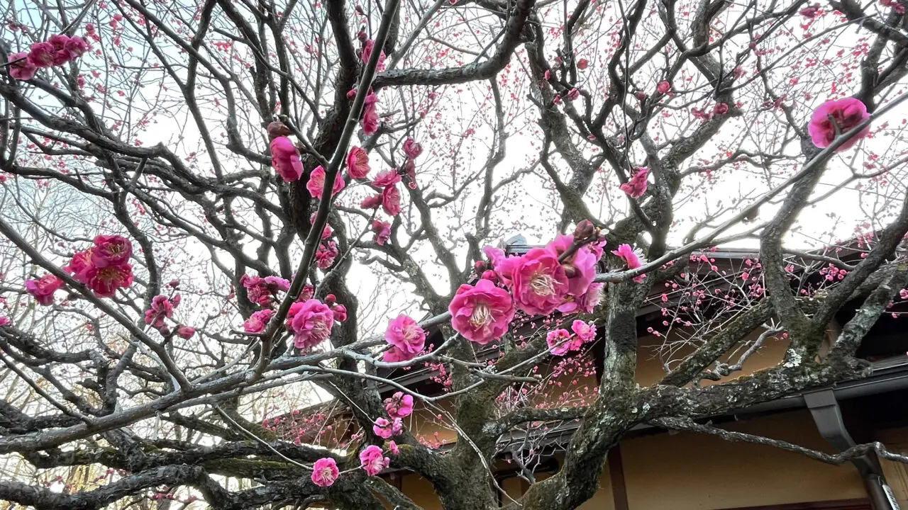2026年1月17日 「彩翔亭」の紅梅