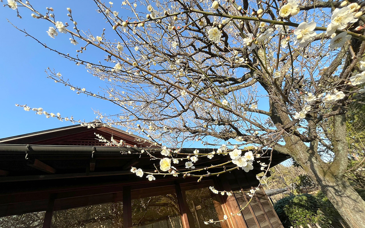 2026年1月17日 「彩翔亭」の白梅