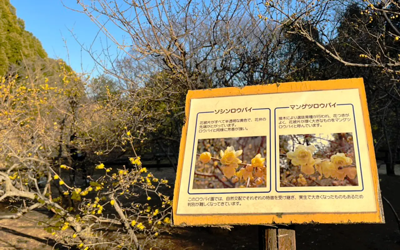 所沢航空記念公園
の蝋梅園の掲示
