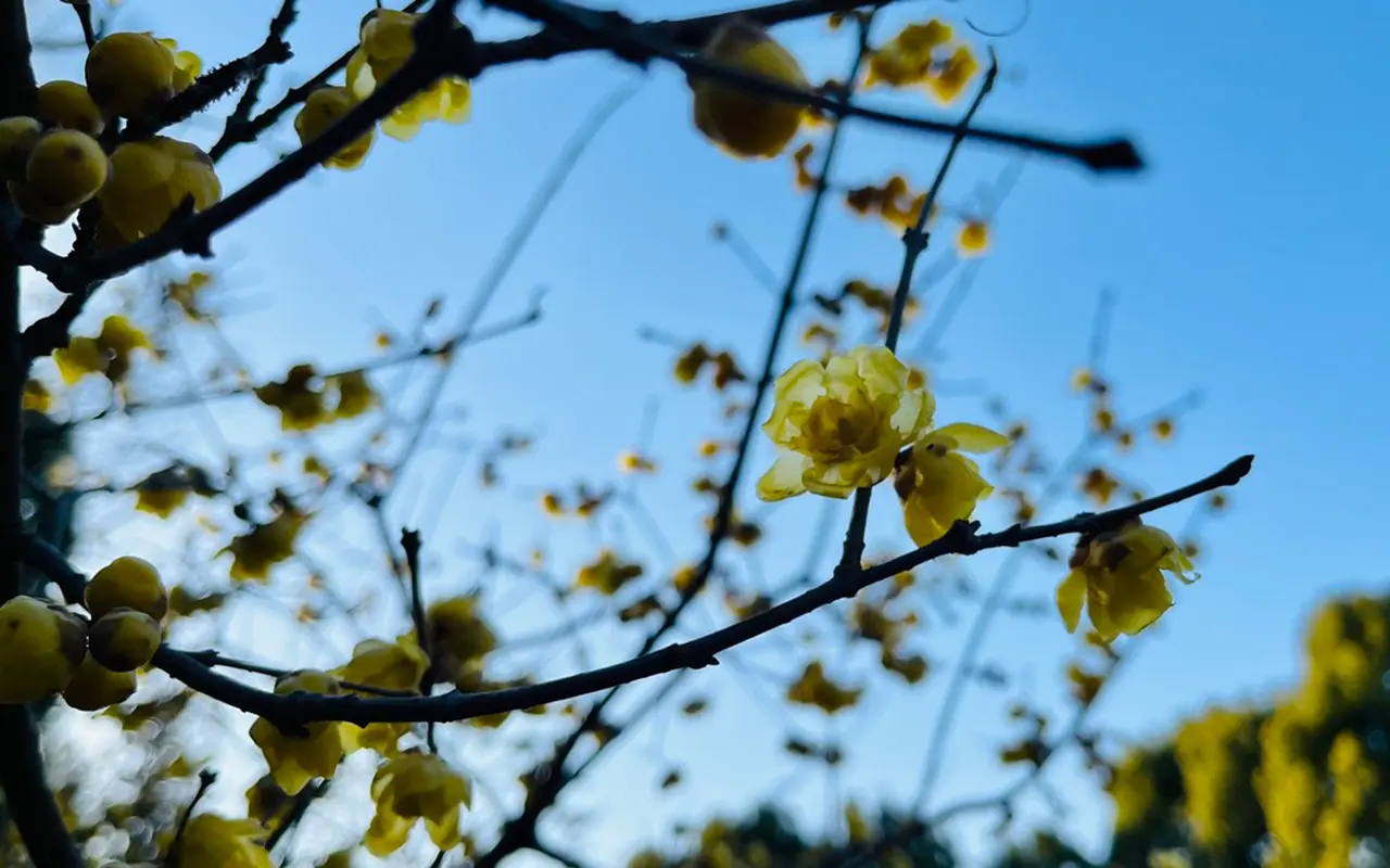 所沢航空記念公園のロウバイ
