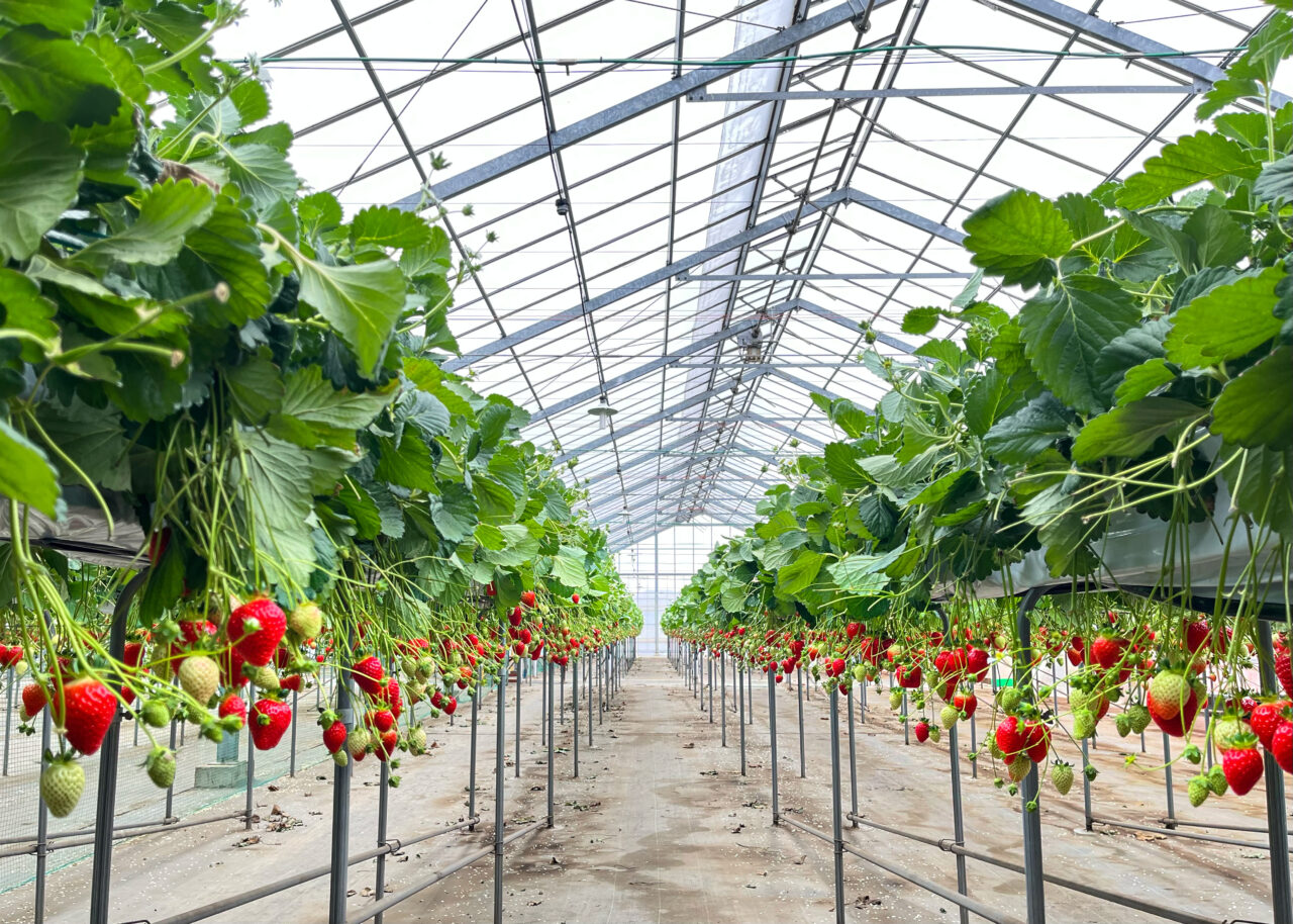 「所沢北田農園 苺のマルシェ」の苺のビニールハウス