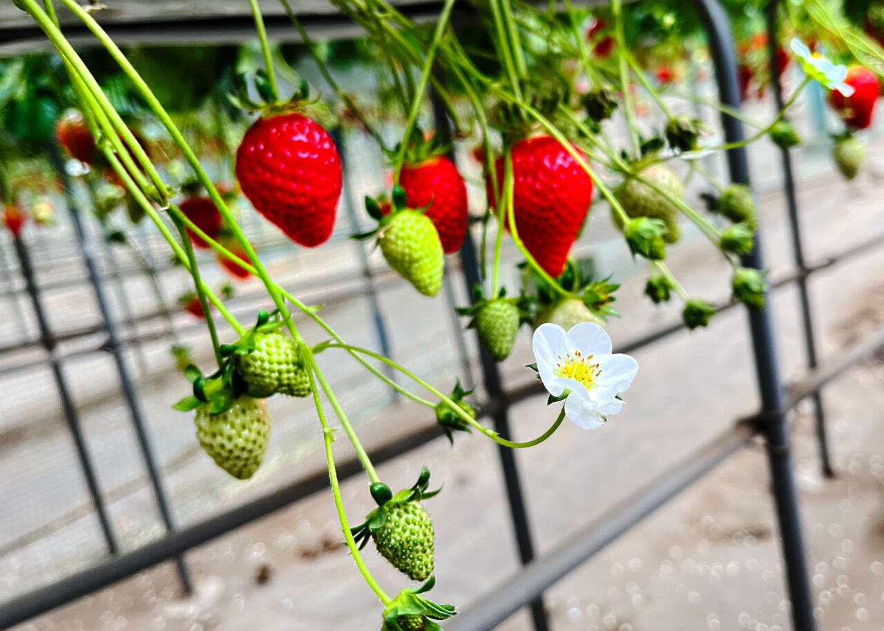 所沢北田農園 苺のマルシェ」苺の花
