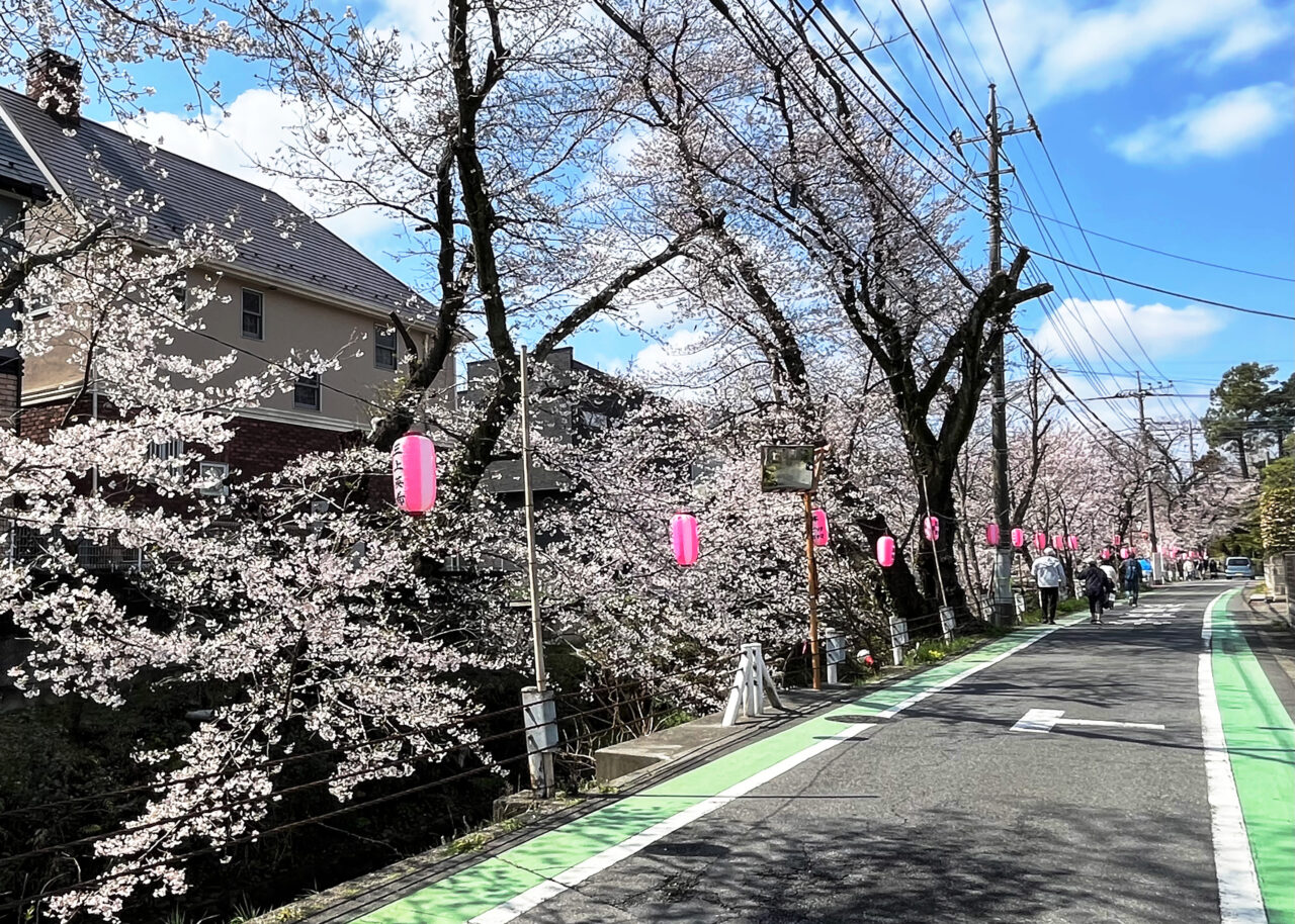 東川の桜