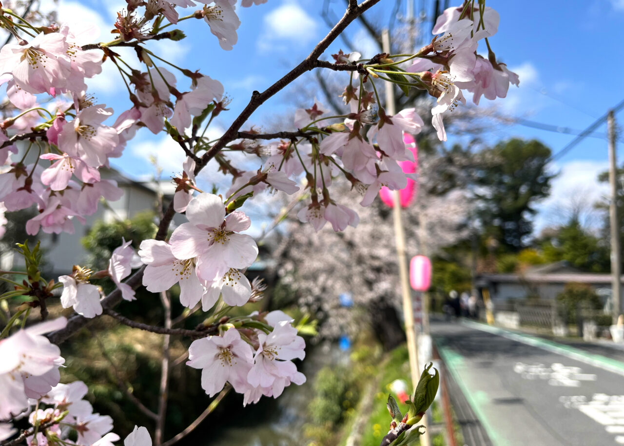 東川の桜