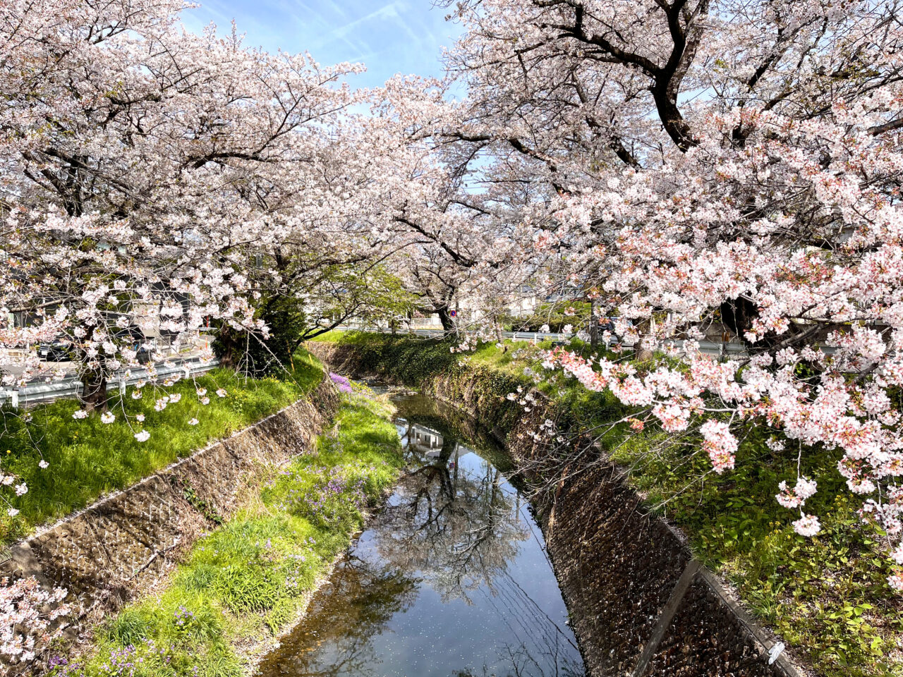 満開の東川の桜（2023年牛沼）