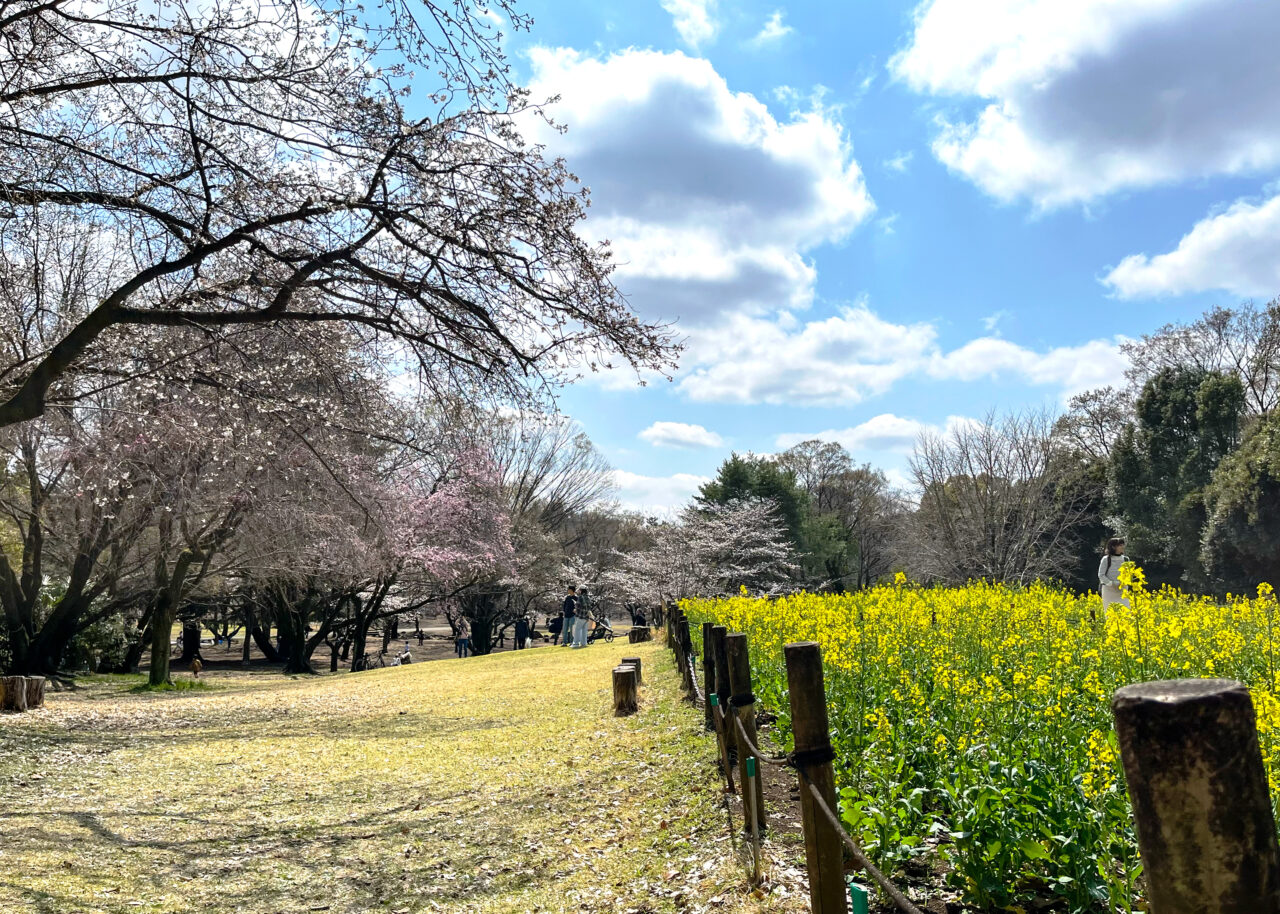 20260328所沢航空記念公園