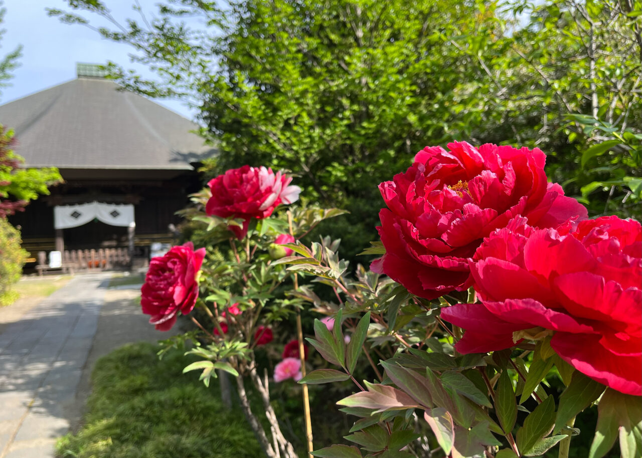 牡丹の寺《多聞院》
