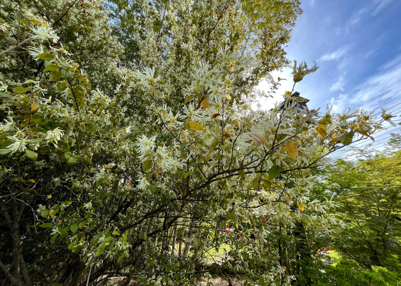 ナンジャモンジャの木