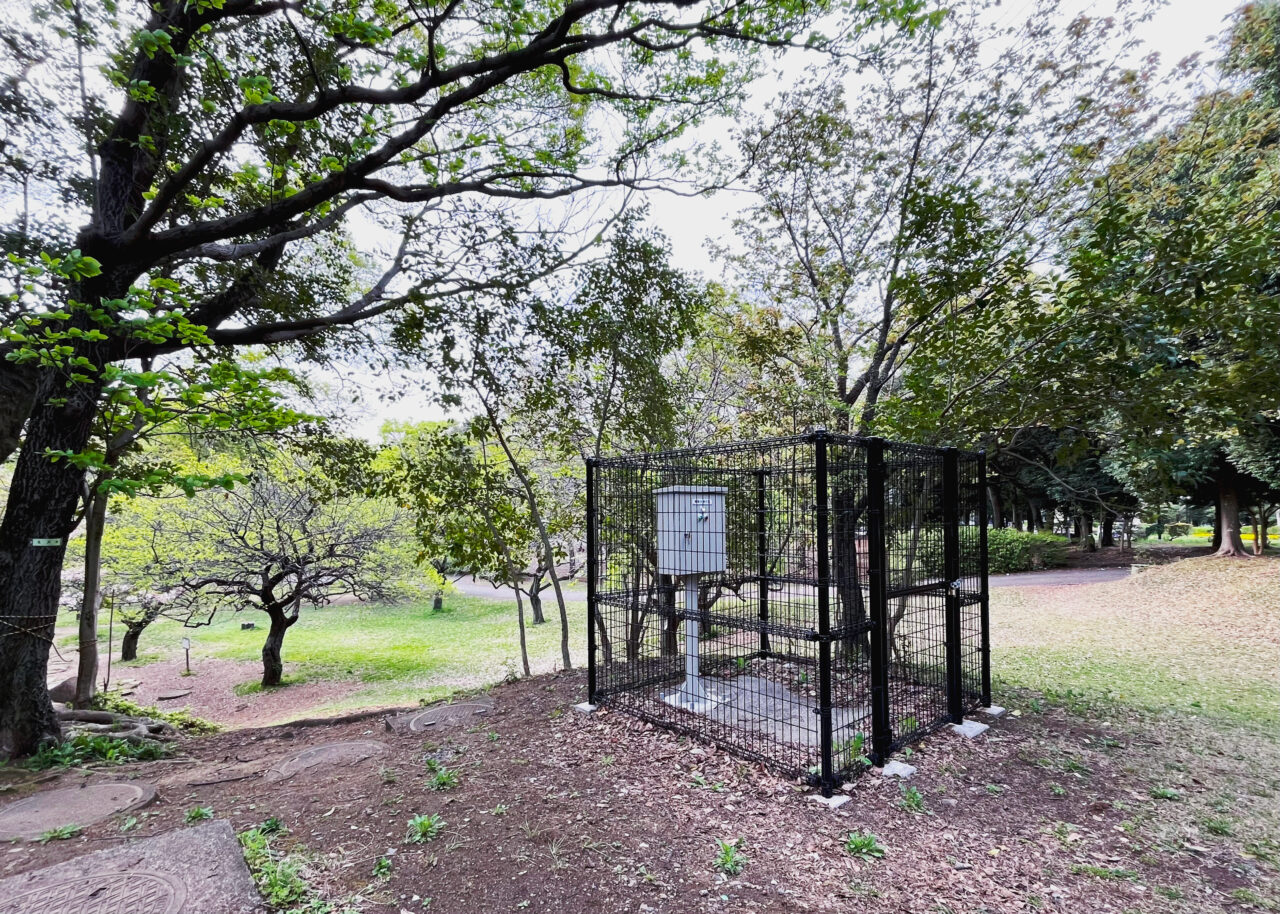 御衣黄桜のある場所