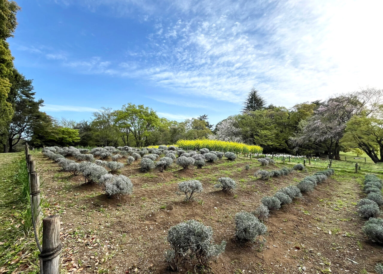 所沢航空記念公園花の丘