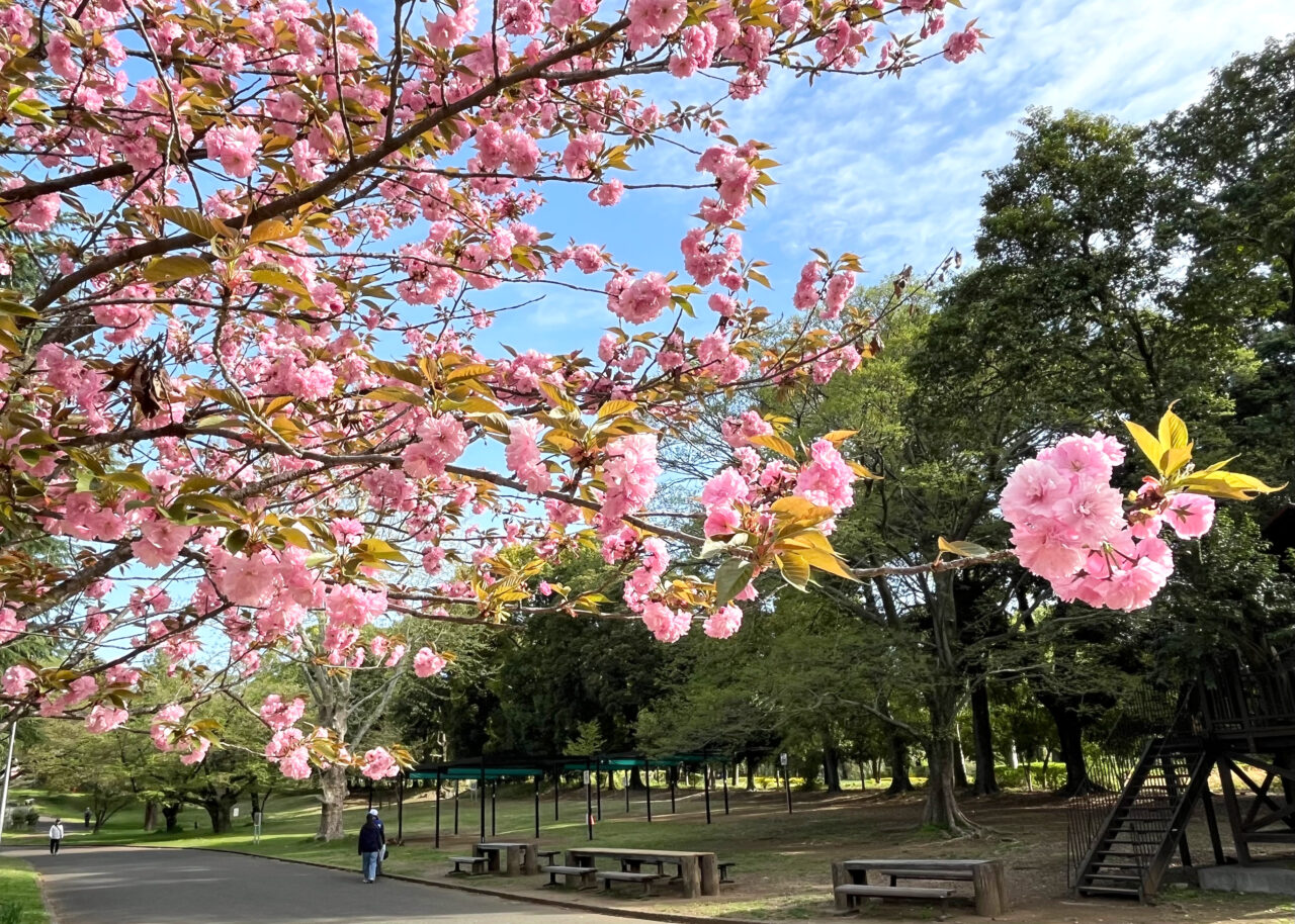 関山桜（里山桜）