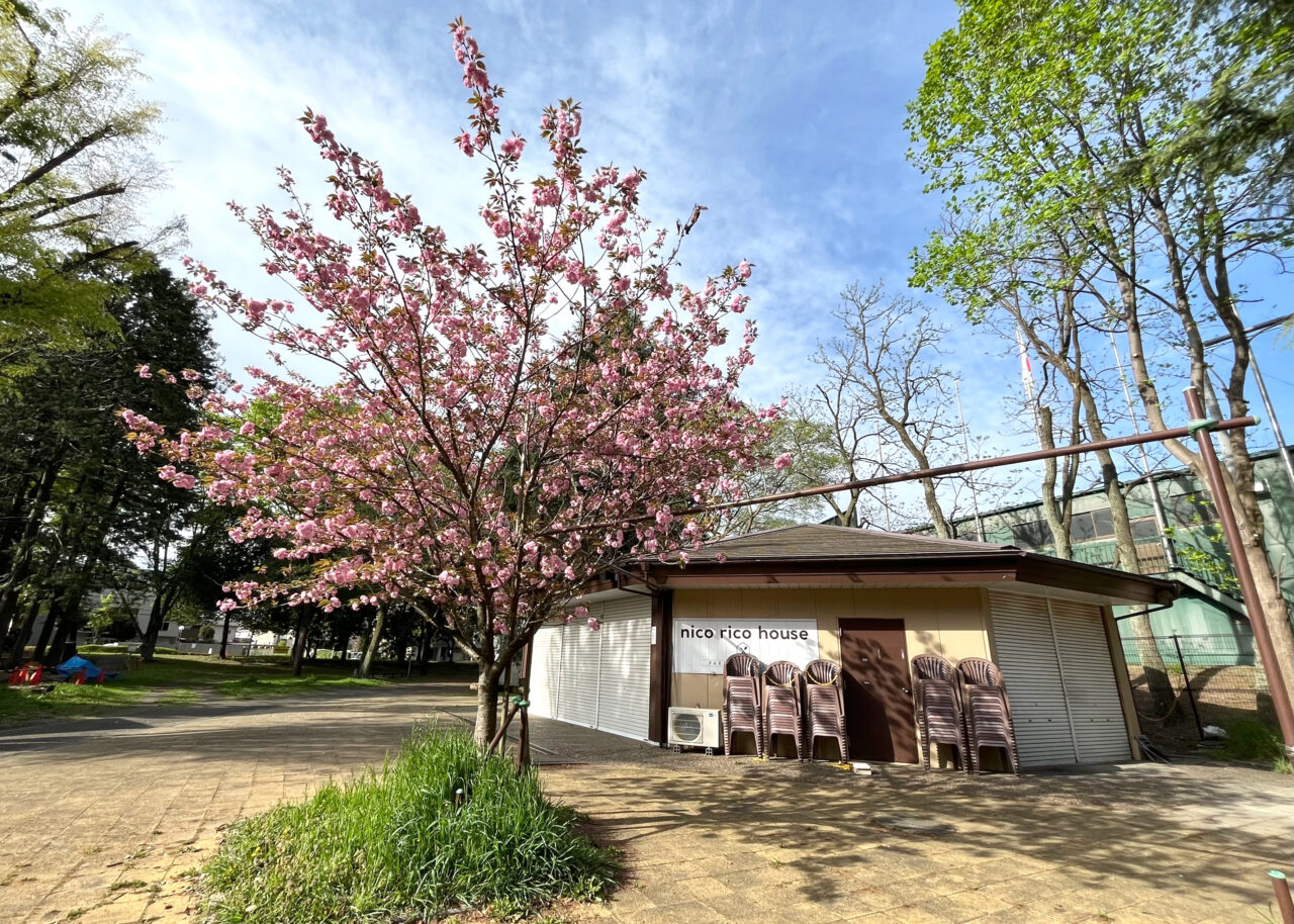 関山桜（里山桜）